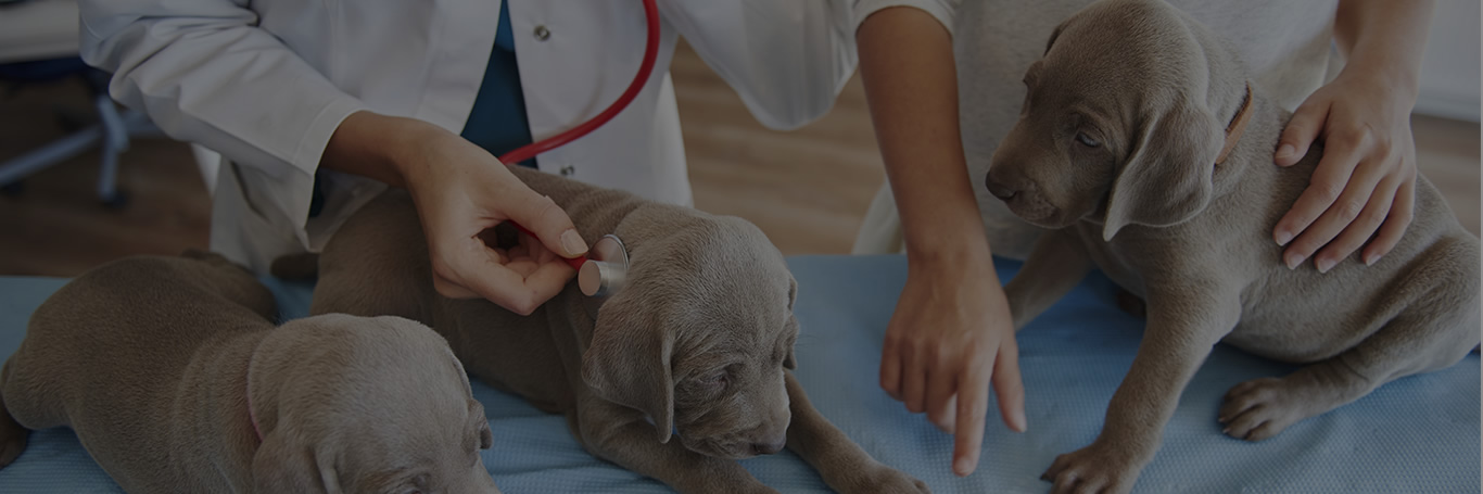 Excelência em saúde animal, visando sempre o bem estar que seu amigo merece.